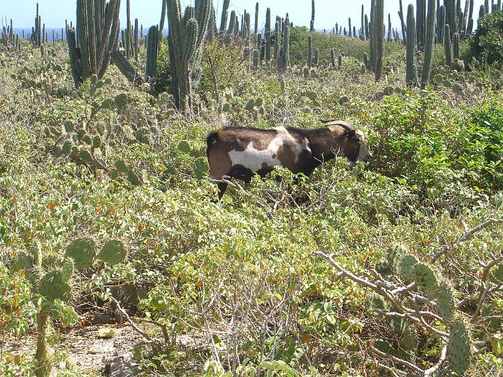 Aruba - January 2008 073.JPG